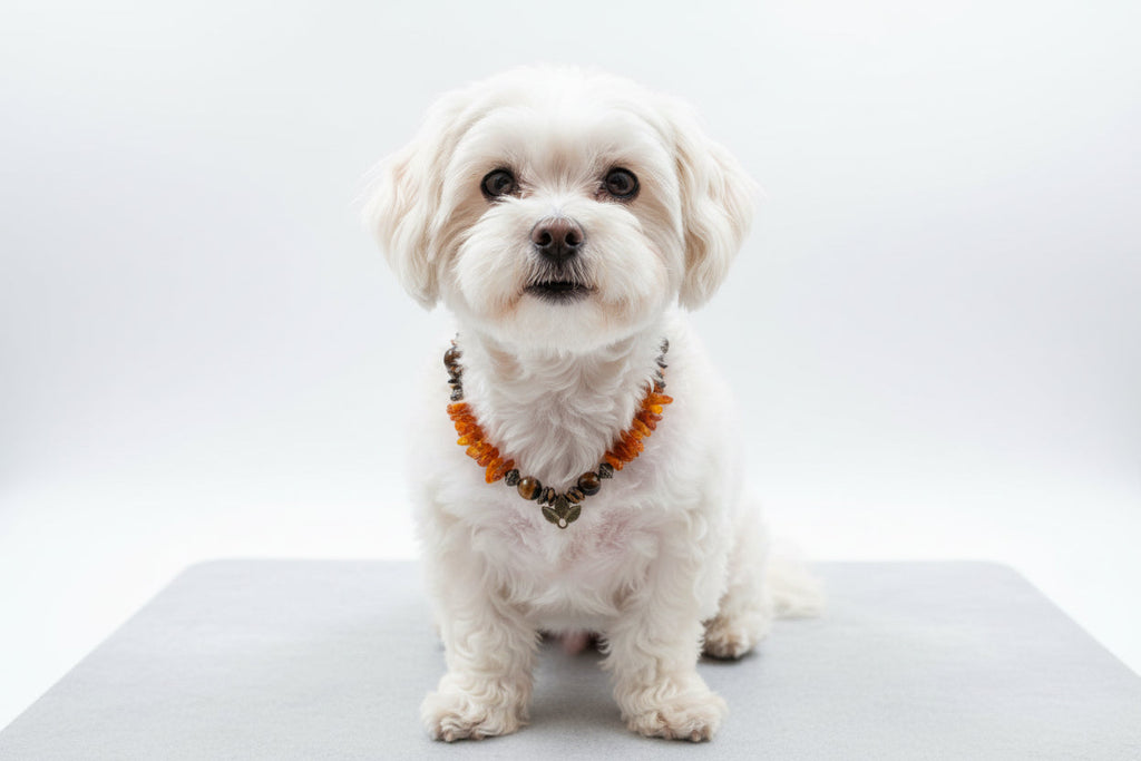 Amberdog – Hunde Bernsteinkette mit Tigerauge 29cm