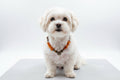 Amberdog – Hunde Bernsteinkette mit Tigerauge 29cm