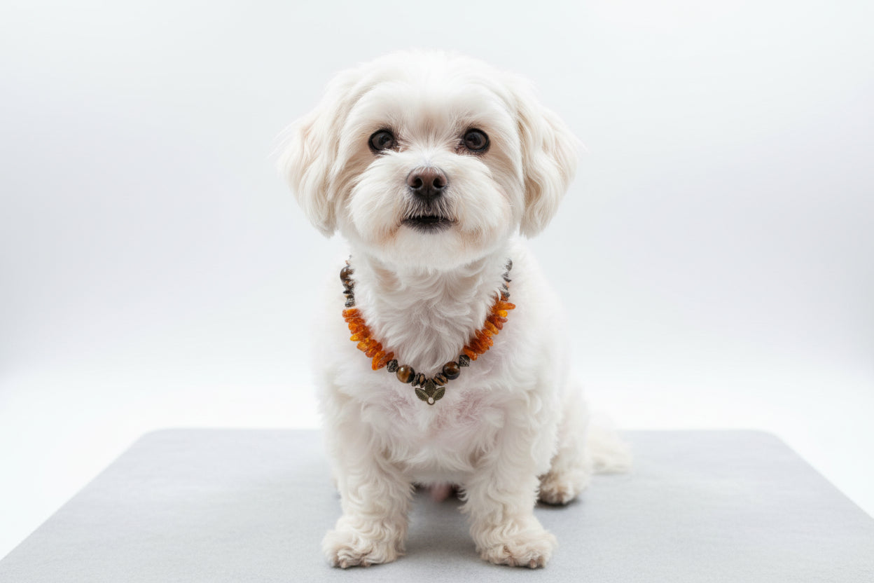 Amberdog – Hunde Bernsteinkette mit Tigerauge 29cm