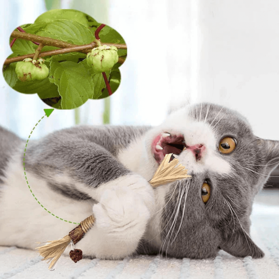 ZAHNLIEBE Katzen-Zahnpflege – Kausticks zur Maulhygiene