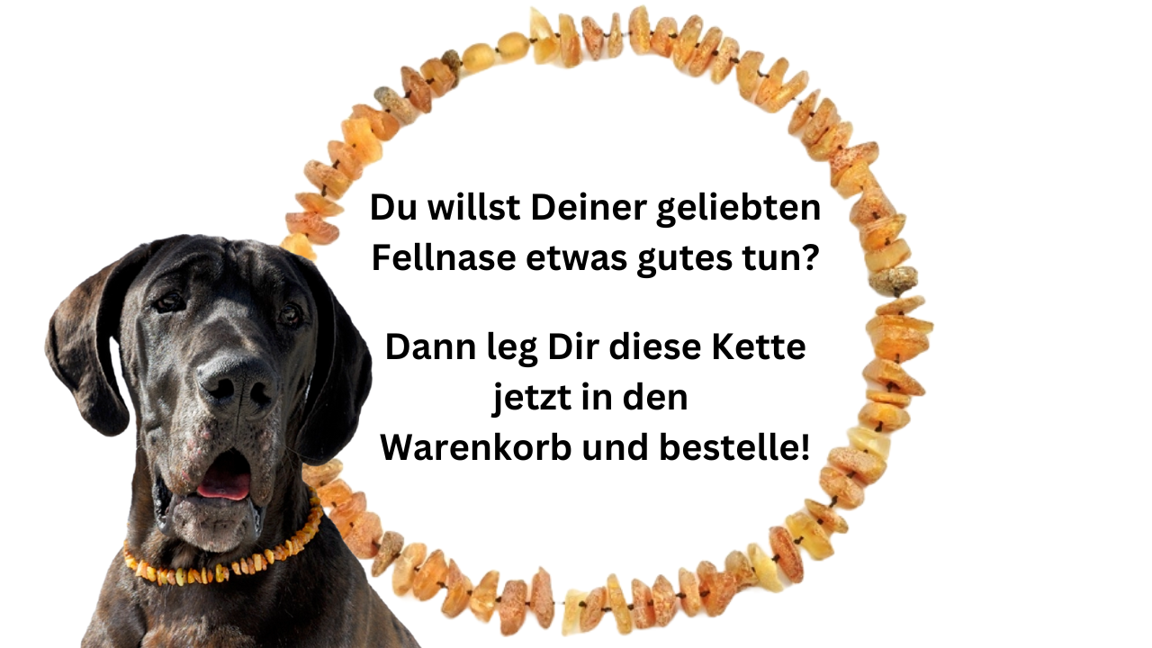 Hunde Bernsteinkette Sonne