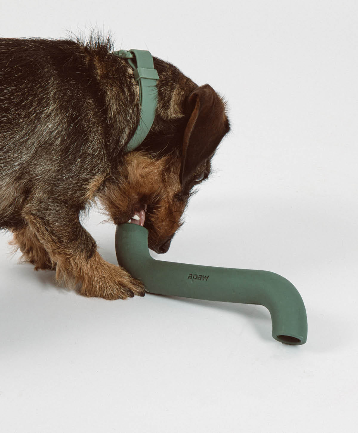 Rubber Bone